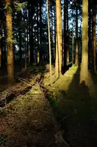 Ein Strahl der goldenen Herbstsonne f�llt in den dunklen Tann der Lohbergen bei Buchholz in der Nordheide.

� Jan Schuur 2009