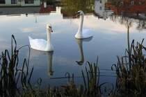 Schwne auf dem Rentweinsdorfer See