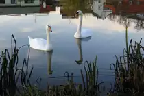 Schw�ne auf dem Rentweinsdorfer See