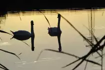 2 Schw�ne auf dem Rentweinsdorfer See