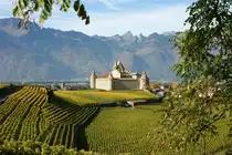 Das Ch�tau Aigle umgeben von Weinreben.
(Oktober 2009)