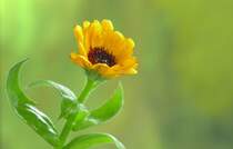 ...Novembermorgen 2009 - Nieselregen - in einer Mulde am Wegessaum lebt sie - 