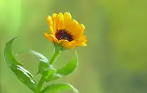 ...Novembermorgen 2009 - Nieselregen - in einer Mulde am Wegessaum lebt sie - 