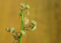 ...gesehen im Dezember 09 nahe einem Buschgel�nde - aber wie sie hei�t...