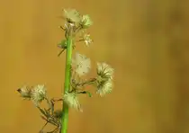 ...gesehen im Dezember 09 nahe einem Buschgel�nde - aber wie sie hei�t...