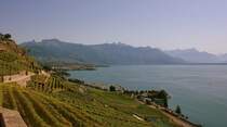 Ein Foto f�r Hubert: So sieht es hier an sch�nen Sp�tsommertagen aus. Blick vom Lavaux, auf die Waadtl�nder Berge �ber den Genfersee.
( September 2009)
