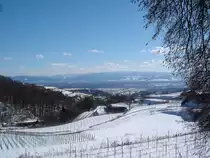 Kaiserstuhl-Winter 2005,
Blick vom Vogelsangpass zum Schwarzwald,