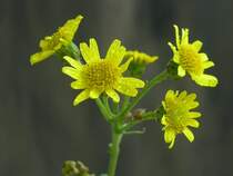 ...an einem Dezembermorgen in einer Mulde - es war regnerisch und tr�b