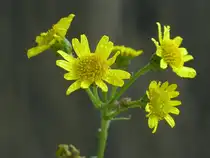 ...an einem Dezembermorgen in einer Mulde - es war regnerisch und tr�b