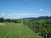 Markgr�flerland,
am Batzenberg,
dem gr��ten zusammenh�ngenden Weinberg Deutschlands,
Juli 2007
