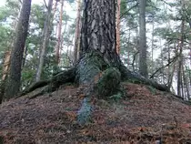 Kiefer im  Zauberwald ,als wenn jemand aus dem Boden kriechen m�chte