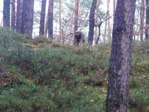 Unser Hund Joschi im  Zauberwald  mit dabei