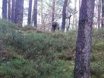 Unser Hund Joschi im  Zauberwald  mit dabei
