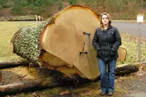 Das Ende einer 250 Jahre alten Eiche auf dem Wertholzlagerplatz in Ebern.Der Stamm ist 4,2m lang, hat einen mittleren Durchmesser von 129cm ohne Rinde und mi�t am Stammanfang ca.160cm im Durchmesser.Da der Stamm astfrei und sauber gewachsen ist,wurde er als Furnierholz verkauft f�r 6700�.Zum besseren Gr��envergleich hat sich freundlicherweise meine Frau dazugestellt.