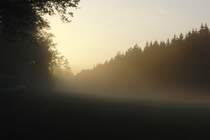 Nebel zieht auf und die letzten Sonnenstrahlen fallen herein. Waldlichtung an der B303,in der N�he von Go�mannsdorf