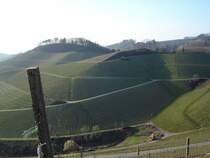 Weinberge in der Ortenau,
Burg Staufenberg im Hintergrund,
2007