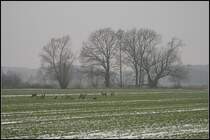 Eine Herde Rehe auf einem Acker an der Oder bei tr�ben und diesigem Wetter (bei Guben, 24.12.2009)