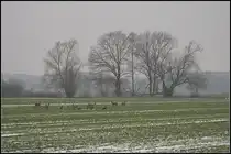 Eine Herde Rehe auf einem Acker an der Oder bei tr�ben und diesigem Wetter (bei Guben, 24.12.2009)