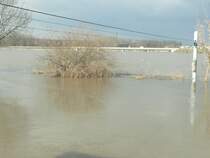 Die Unstrut beim Pegelhuschen in Laucha - 02.03.2010