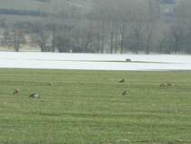 Gefiederte Gste in der berfluteten Aue bei Laucha an der Unstrut - 02.03.2010
