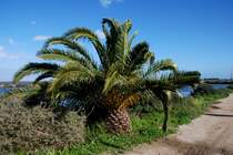 SANTA LUZIA de Tavira, 17.02.2010, Palme bei Pedras d'el Rei am Übergang auf die Ilha de Tavira