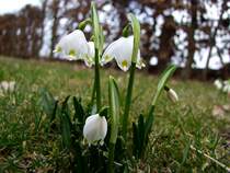 Frhlingsknotenblumen ;100320