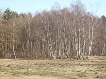 Noch sind diese Birken kahl doch in wenigen Wochen werden Diese wieder Bltter tragen.