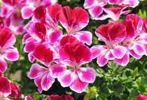 Geranien in voller Bl�te - 26.06.2010