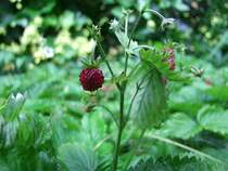 Walderdbeere im Garten;100627
