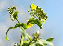 Kartoffelbl�te, gesehen an einem Kartoffelfeld am M�hnesee, Sauerland