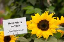 Sonnenblumenbl�te, gesehen in der Landesgartenschau NRW in Hemer