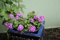 K�bel mit Rosen bei meinen Kumpel in 25421 Pinneberg-