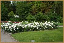 Bilder von Rosengarten in 25421 Pinneberg/Hamburg, am 18. Juli 2010.