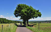 Natur pur - Felder, Wolken, B�ume und im Hintergrund das Siebengebirge. 
17.06.2010