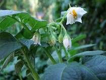 Kartoffelbl�te;100711