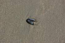 Sandstrand mit Muschel. 26.7.2009