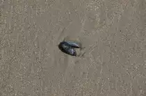 Sandstrand mit Muschel. 26.7.2009