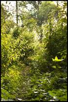 Eins von Drei  Waldbildern  dessen Herkunft das Waldst�ck zwischen Oberbruch und Dremmen (beides Stadtteile von Heinsberg) beherbergt.  09.08.10 18:31