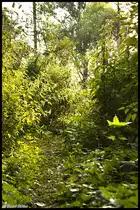 Eins von Drei  Waldbildern  dessen Herkunft das Waldst�ck zwischen Oberbruch und Dremmen (beides Stadtteile von Heinsberg) beherbergt.  09.08.10 18:31