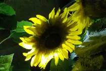 Sonnenblume bei Nacht