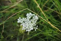 Kleine wei�e Blume, auf einer Wiese in Lehrte, am 13.03.2010.