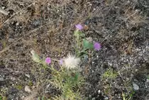 Diesteln, auf einer Wiese in Lehrte. Fotografiert am 13.8.2010.