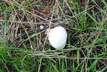 Unbekannte Pilzart, (warscheinlicht nicht zum essen entfohlen),  in Lehrte. Fotogrfiert am 13.08.2010.