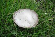 Unbeannte Pilzart, (warscheinlicht nicht zum essen entfohlen),  in Lehrte. Fotogrfiert am 13.08.2010.