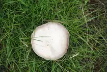 Unbeannte Pilzart, (warscheinlicht nicht zum essen entfohlen),  in Lehrte. Fotogrfiert am 13.08.2010