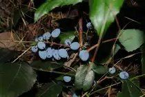Blaue Berrenart auf der Wiese des Lehrter Bahnhofs, am 13.08.2010.
