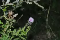 Kleine Lilablume auf der Wiese des Lehrter Bahnhof, am 13.08.2010.