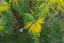 Gr�npfanze mit gelben Blumenansatz, auf den Lehrter/Bahnhof, am 30.08.2010.