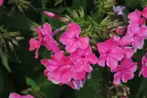 Sehr Farbenpr�chtige Blume in unseren Garten in Lehrte, am 14.08.2010.