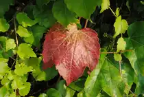 Ein Blatt, was sich schon verf�rbt hat in einen Wilden Weihnstock im Lehrter/Bahnhof, am 13.08.2010.